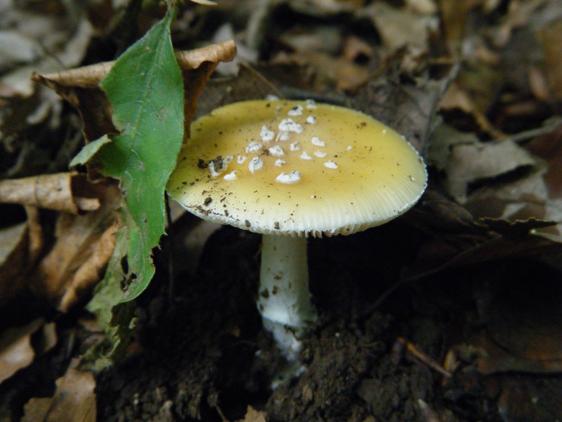 Il Casentino e le due