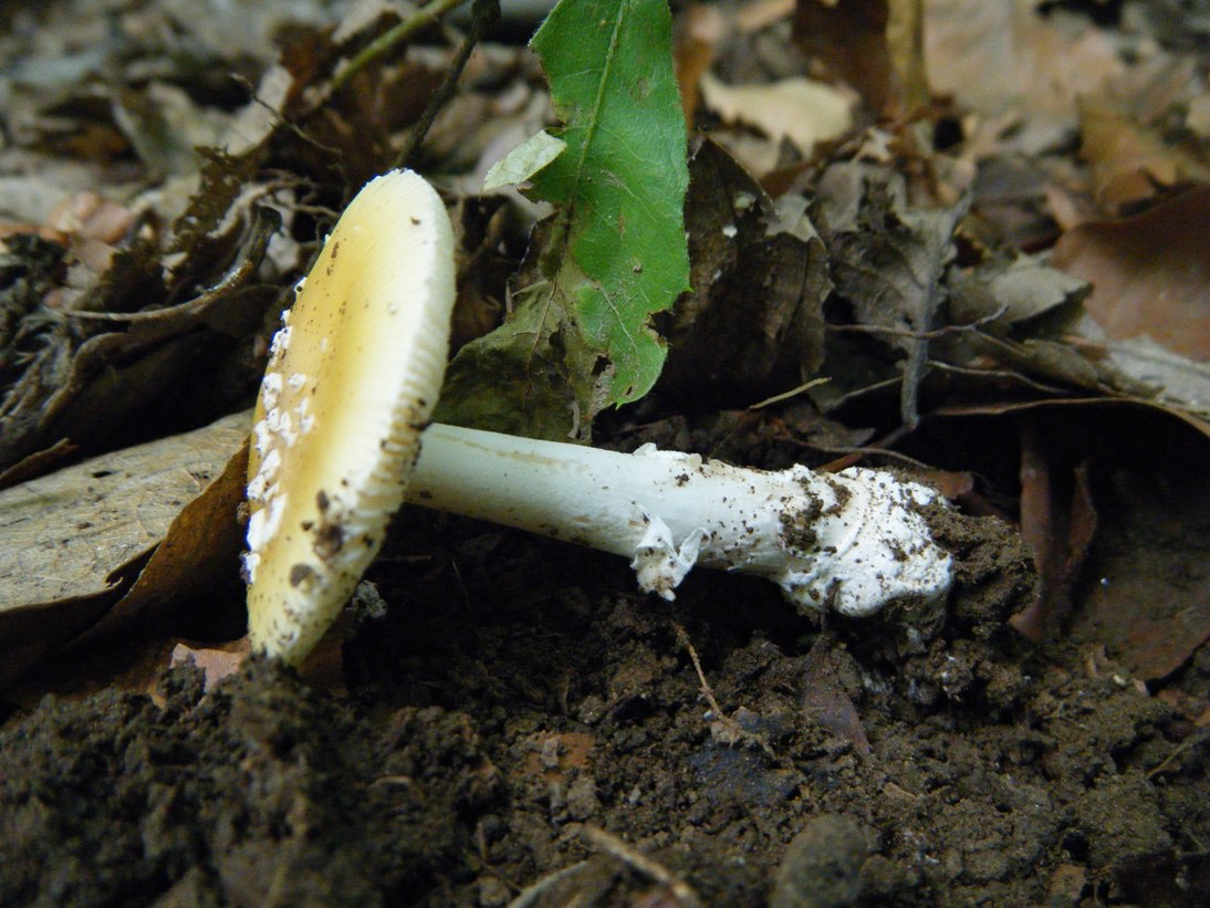 Il Casentino e le due