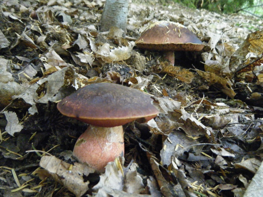 Il Casentino e le due