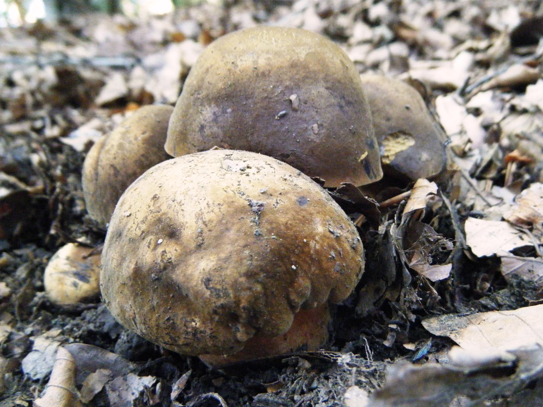 Il Casentino e le due