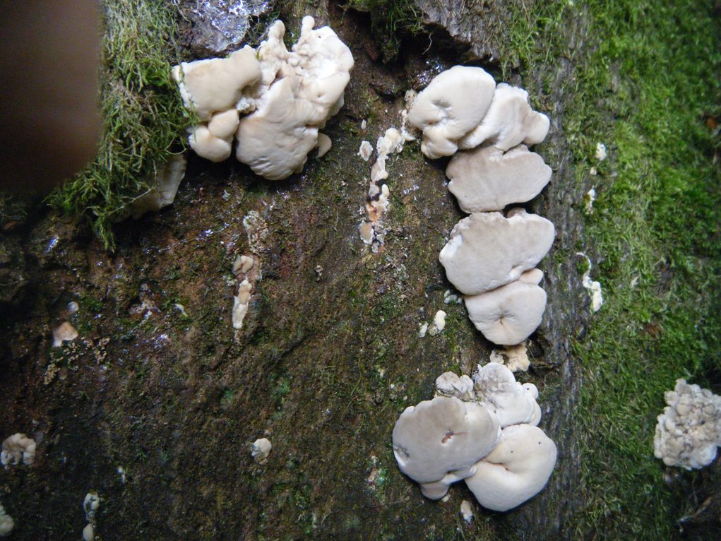 Su Faggio... da determinare (Trametes pubescens)