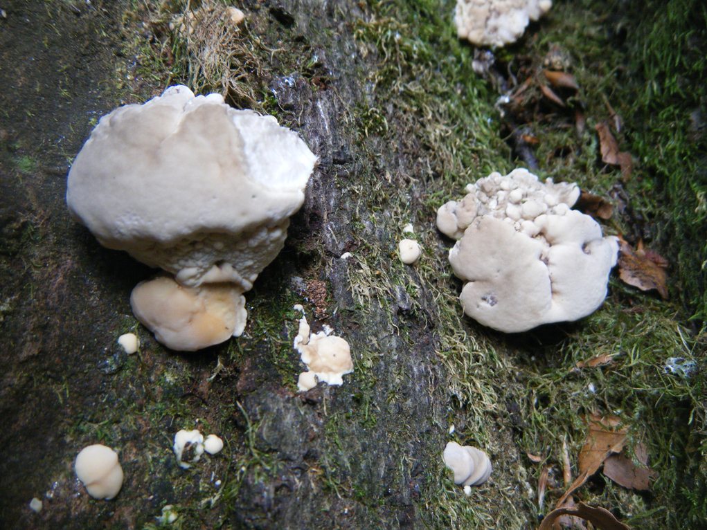 Su Faggio... da determinare (Trametes pubescens)