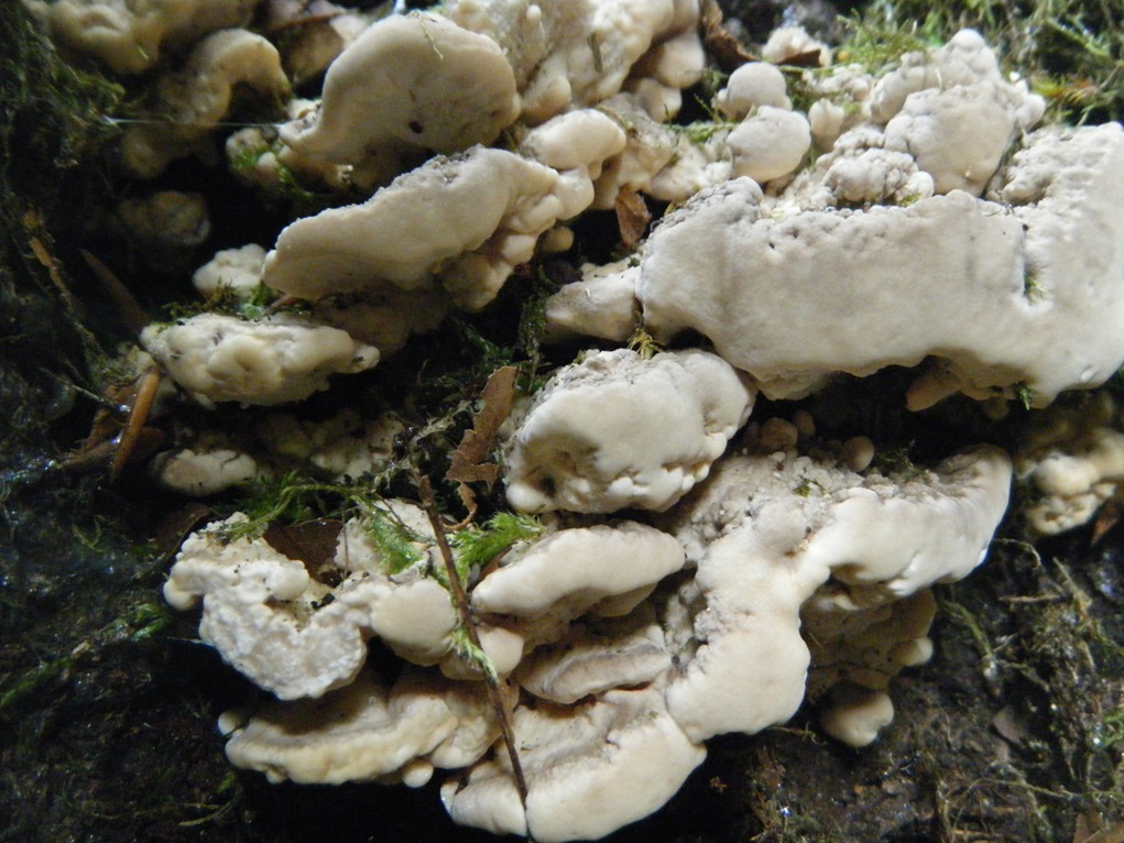 Su Faggio... da determinare (Trametes pubescens)