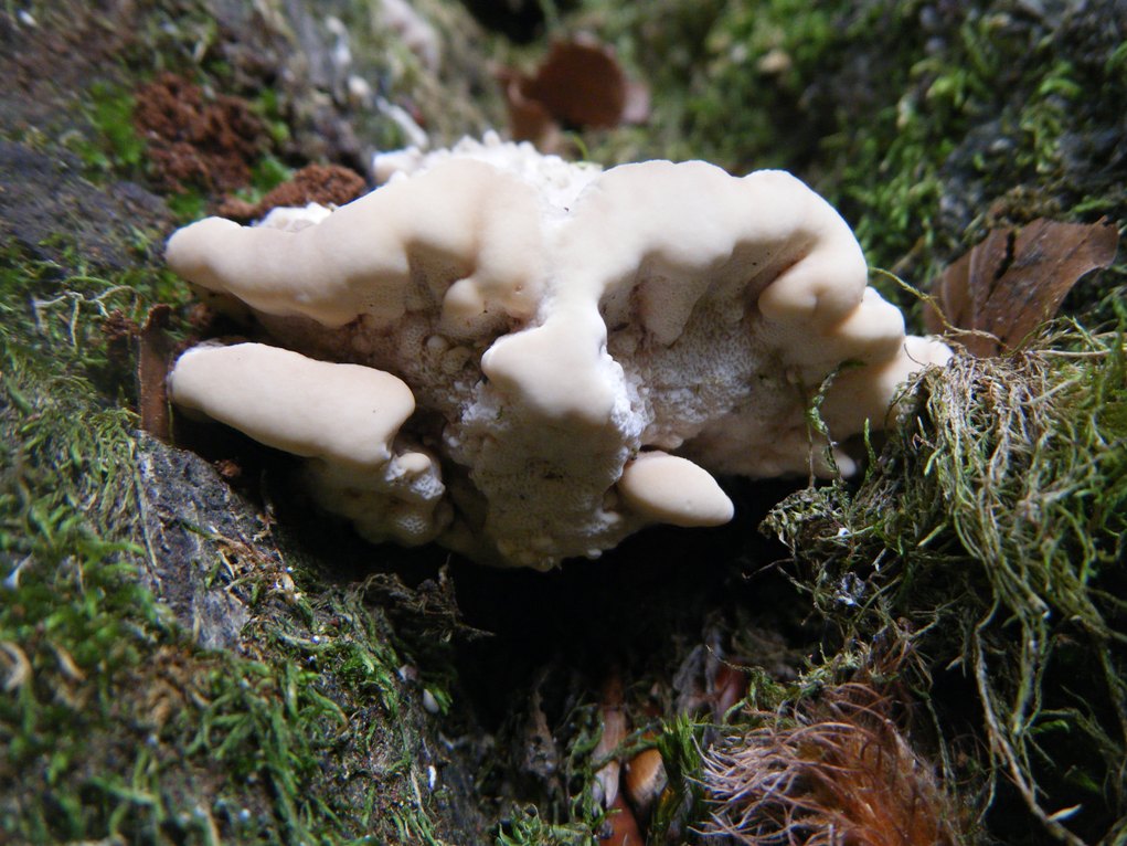Su Faggio... da determinare (Trametes pubescens)