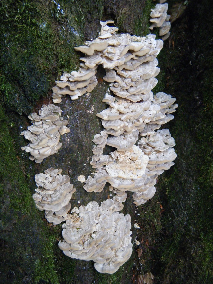 Su Faggio... da determinare (Trametes pubescens)