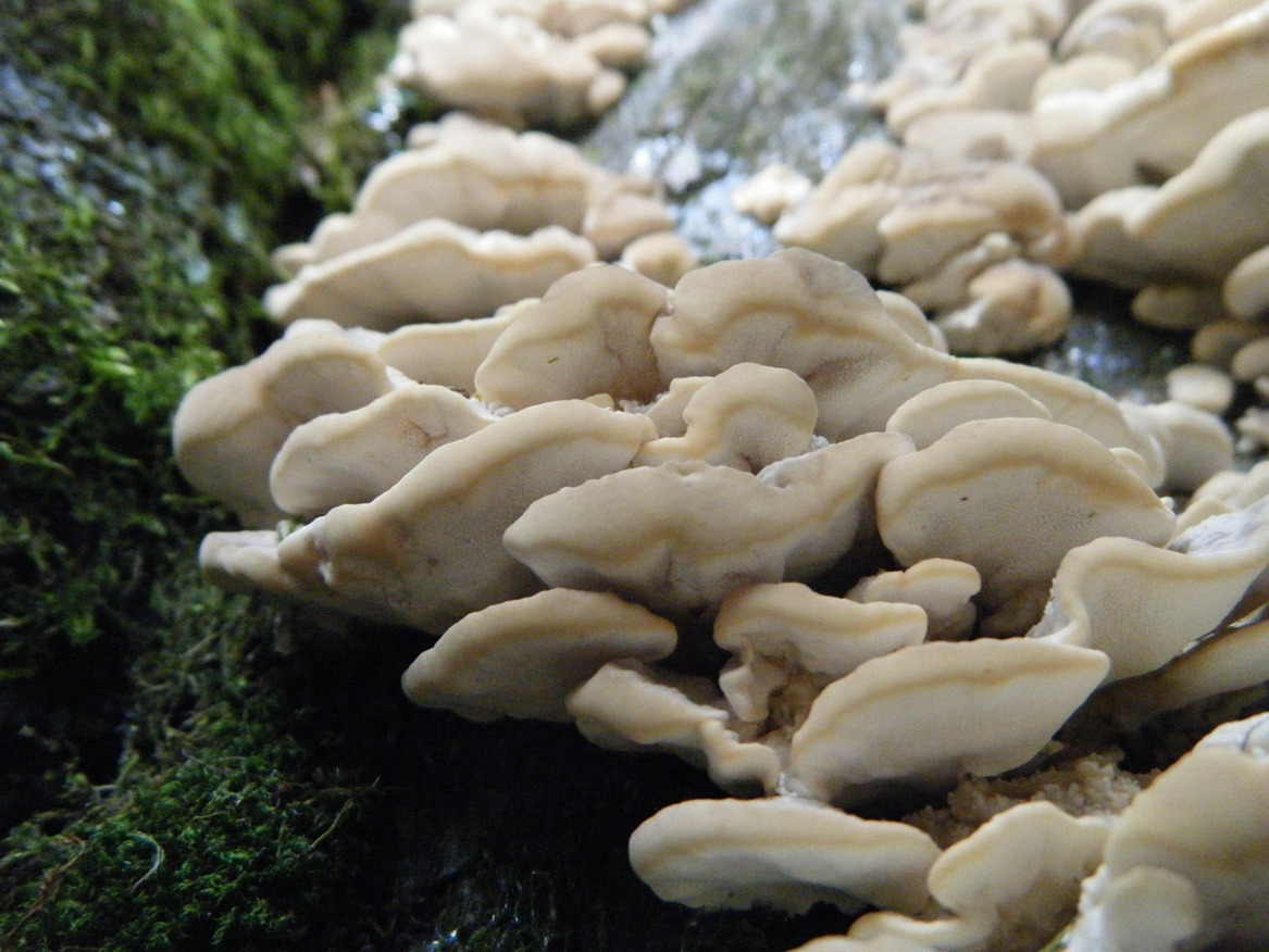 Su Faggio... da determinare (Trametes pubescens)