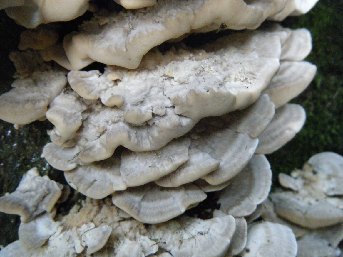 Su Faggio... da determinare (Trametes pubescens)