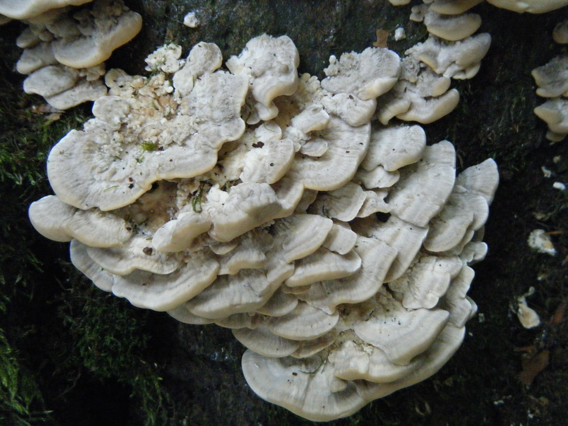 Su Faggio... da determinare (Trametes pubescens)