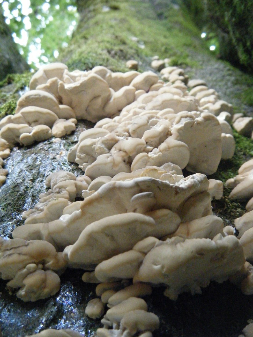 Su Faggio... da determinare (Trametes pubescens)