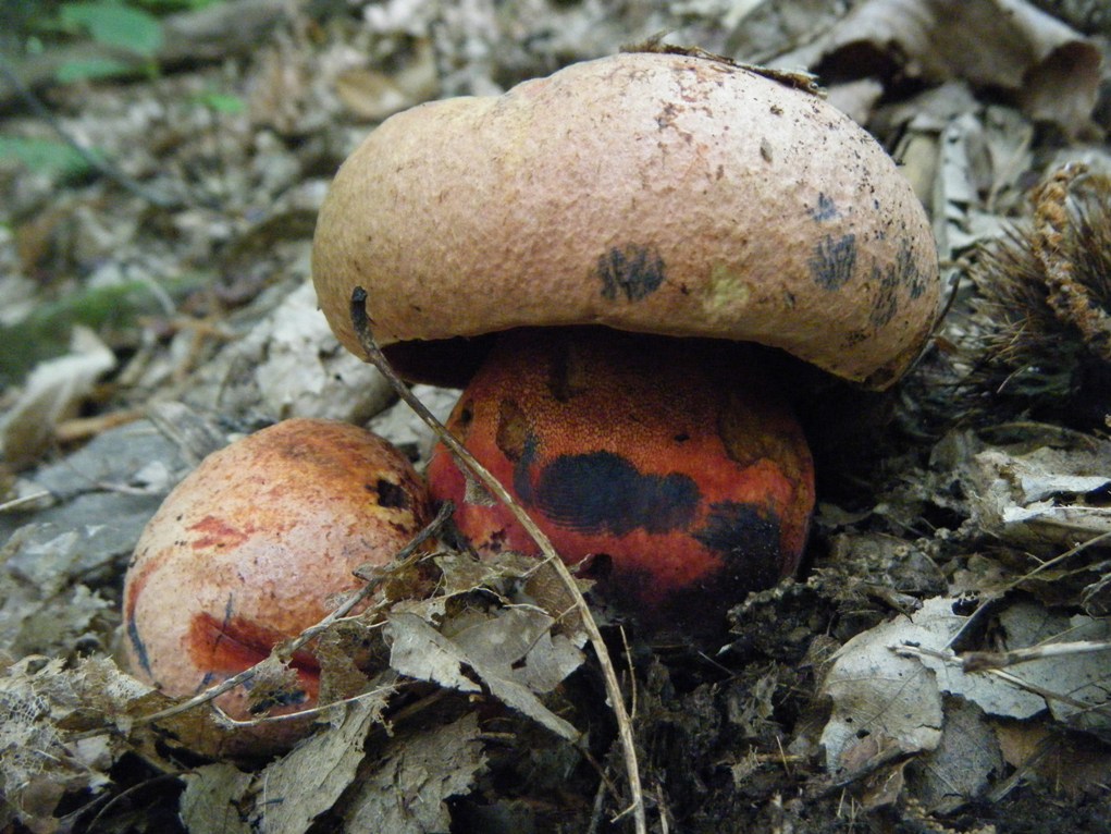 Presi nella rete...quiz.