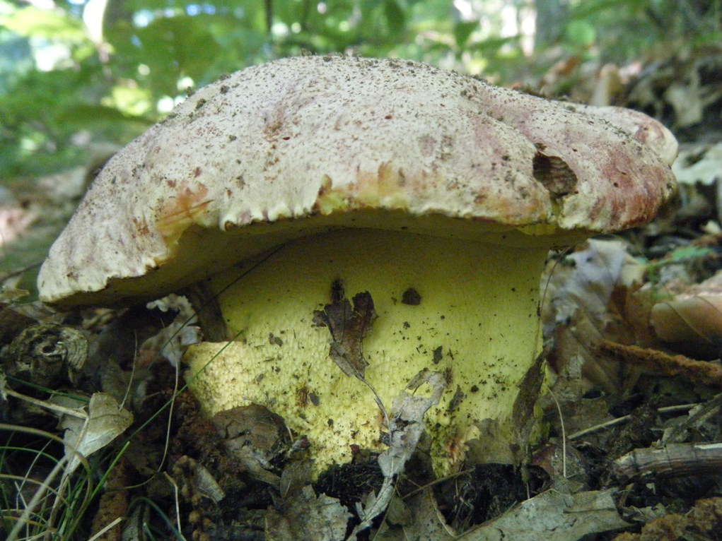 Presi nella rete...quiz.