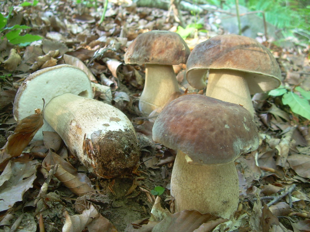 Faggio e dintorni...