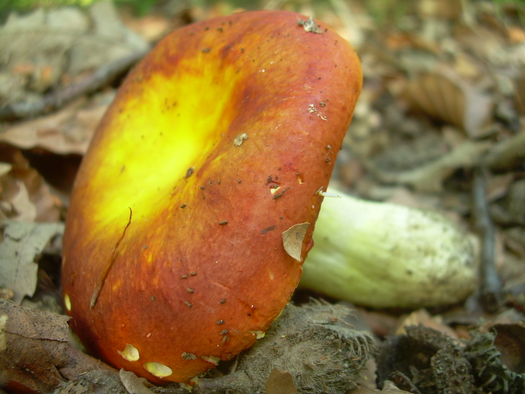 Faggio e dintorni...