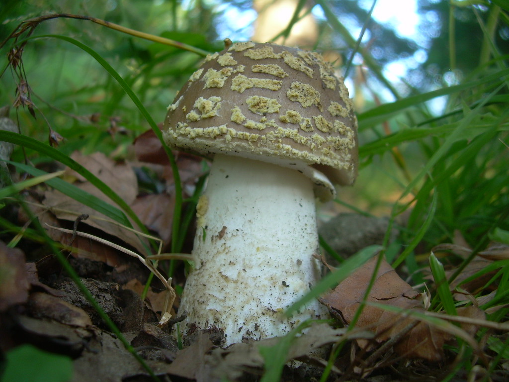 Faggio e dintorni...