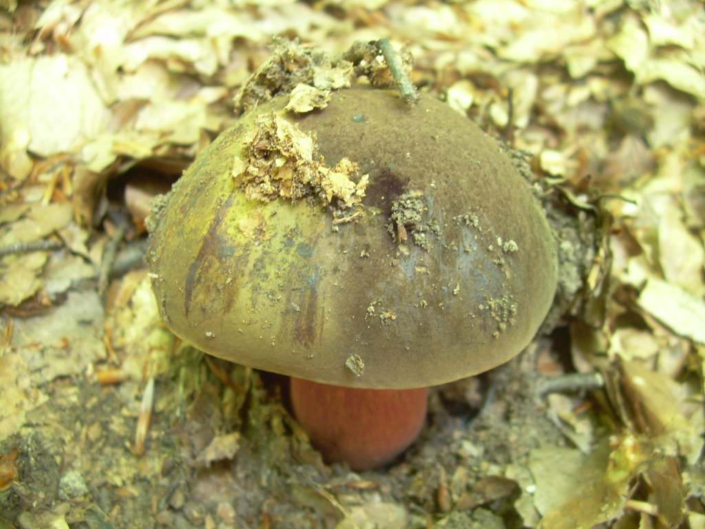 Faggio e dintorni...