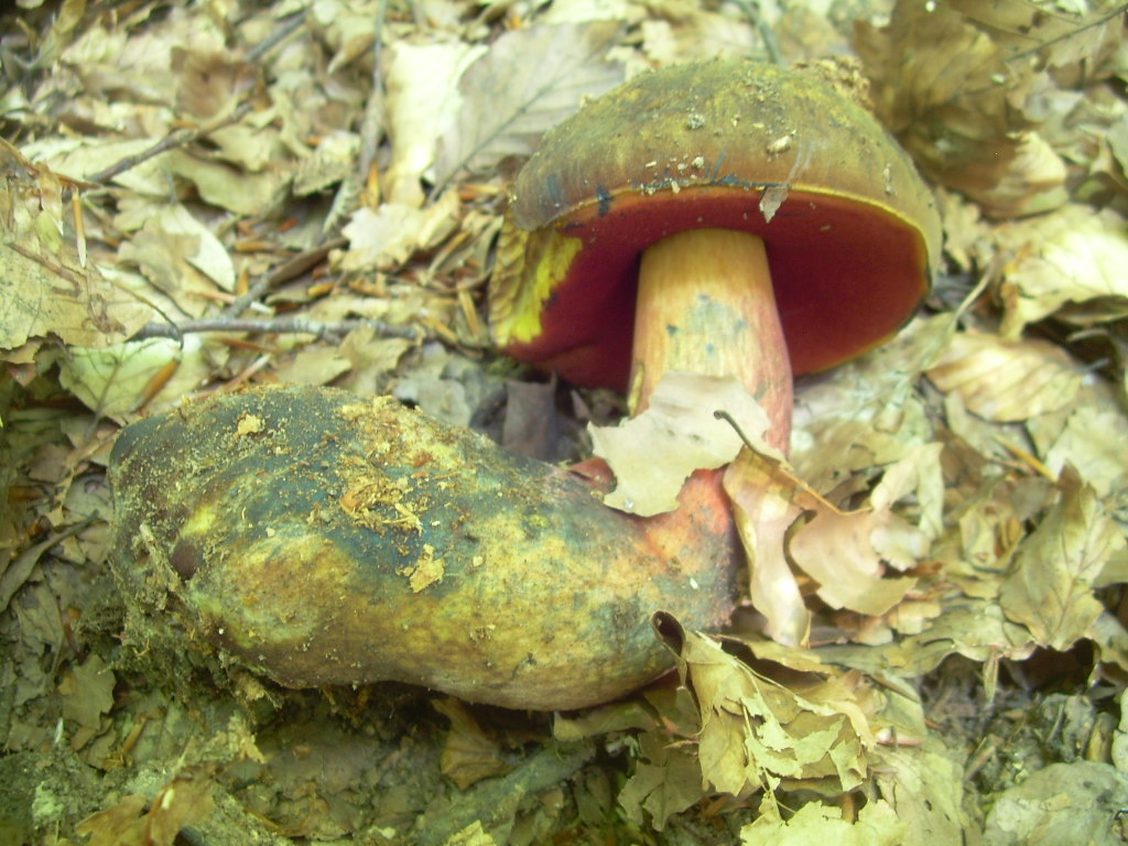 Faggio e dintorni...