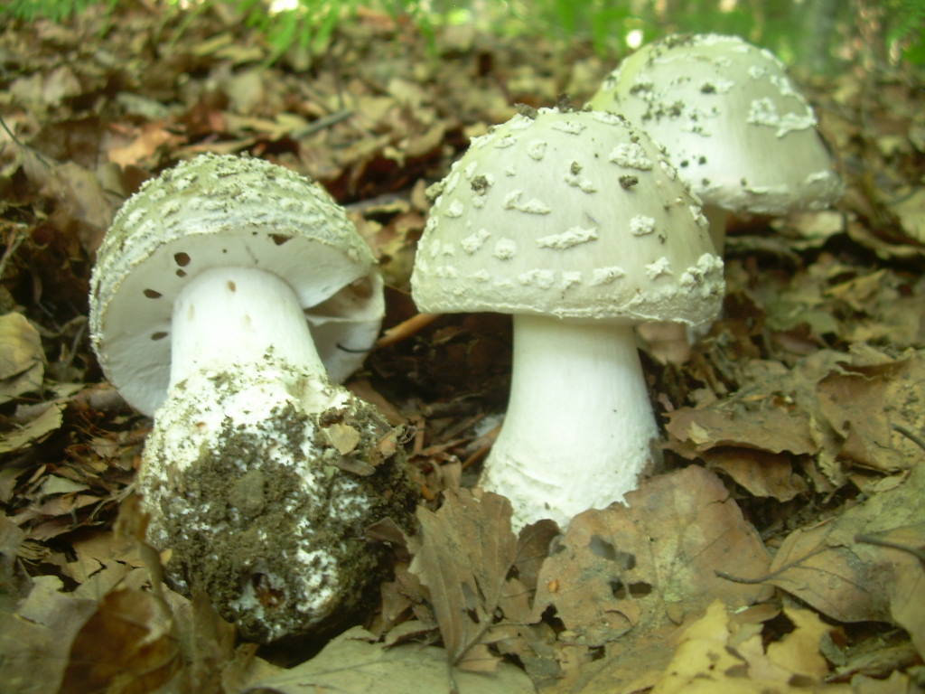 Faggio e dintorni...