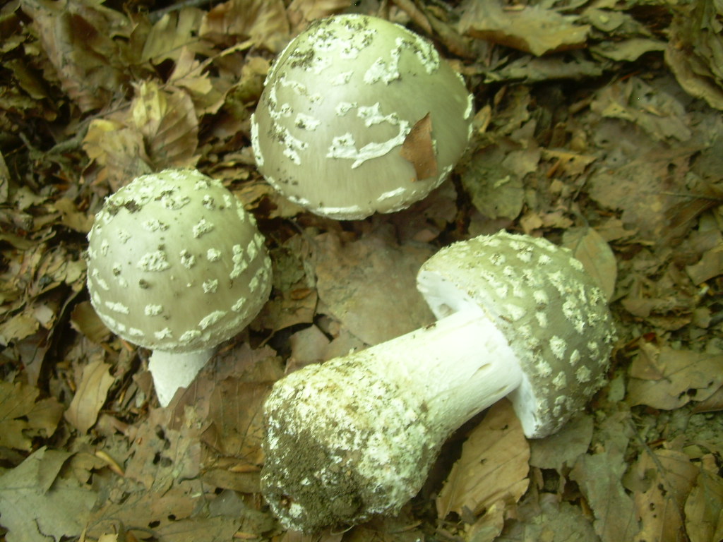 Faggio e dintorni...