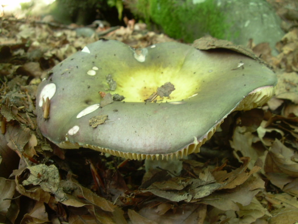 Faggio e dintorni...