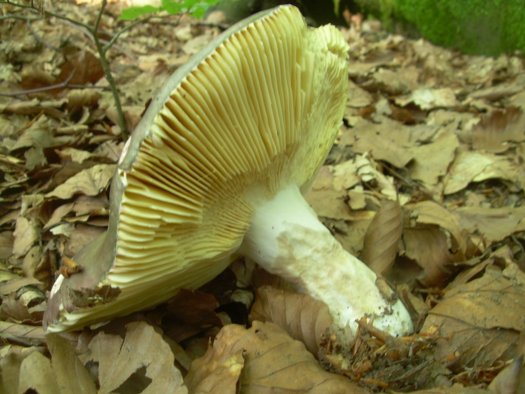 Faggio e dintorni...