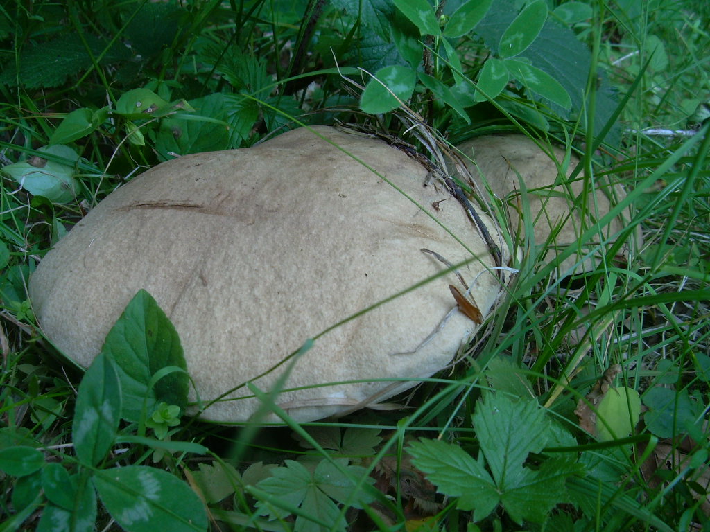 Faggio e dintorni...