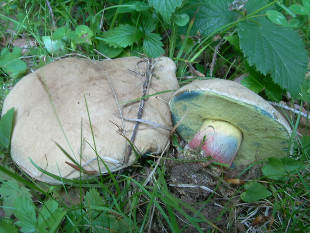 Faggio e dintorni...