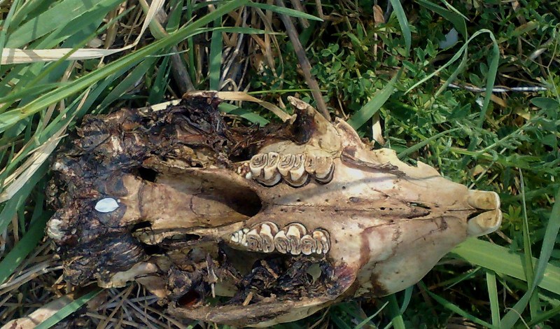 Cranio d'' istrice??