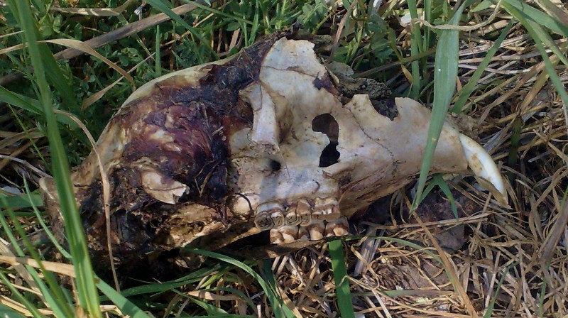 Cranio d'' istrice??