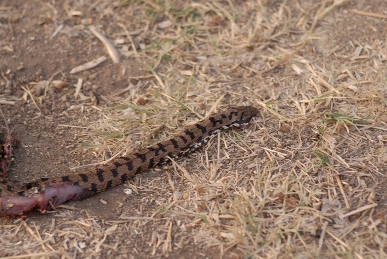 Vipera aspis e pattern
