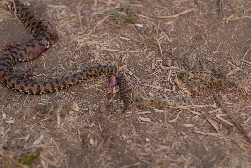 Vipera aspis e pattern