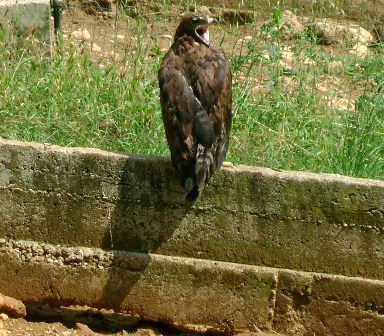 Avifauna humor