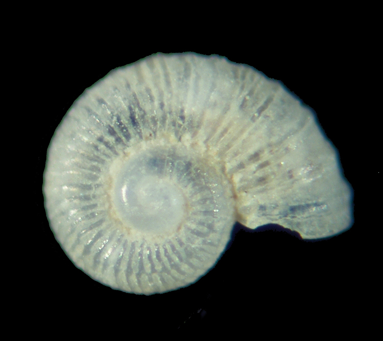 skeneoides exilissimum e ..........