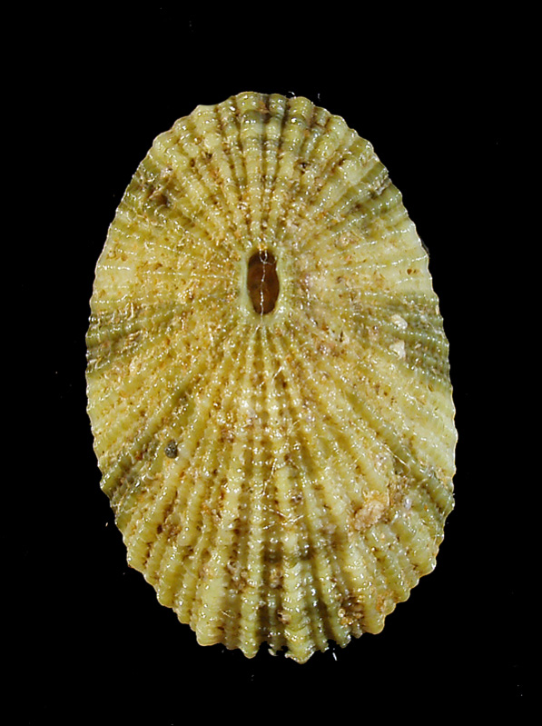 Diodora italica