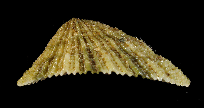 Diodora italica