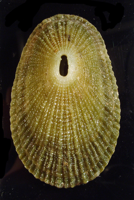 Diodora italica