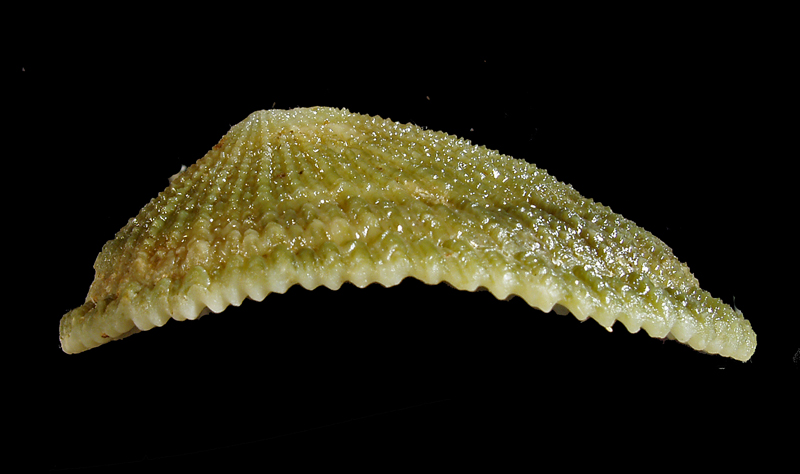 Diodora italica