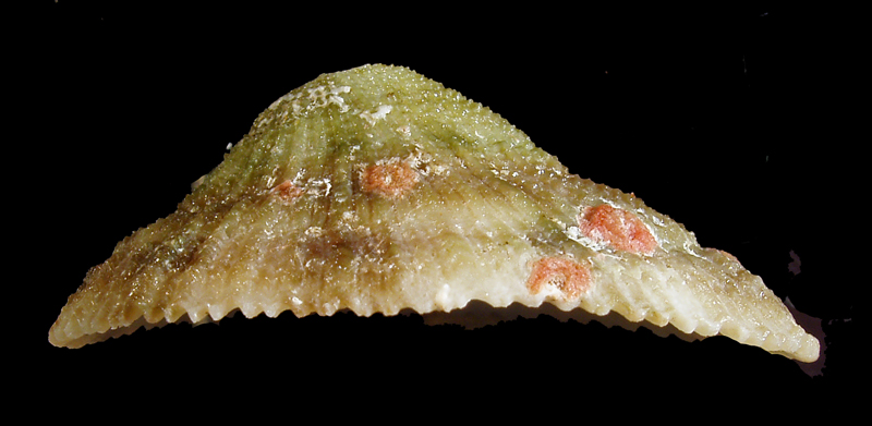 Diodora italica