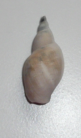 Buccinadae? fossile?