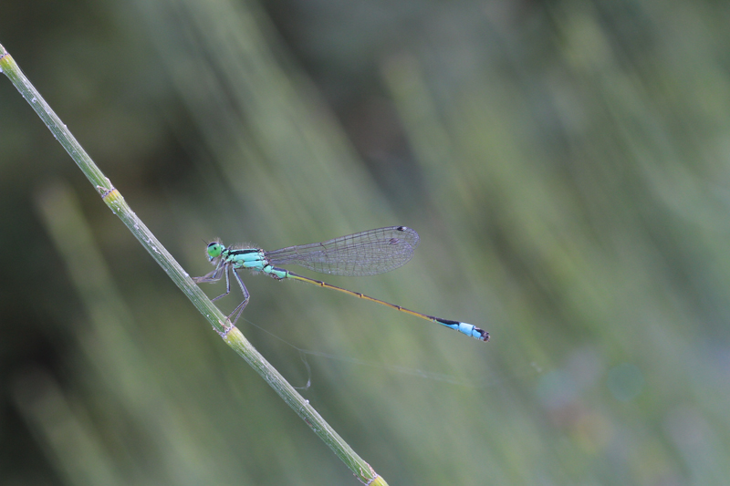 aiuto per identificazione - Ischnura elegans