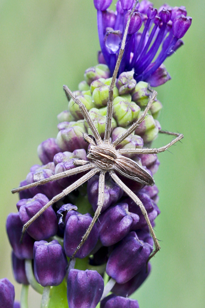 Pisaura sp.