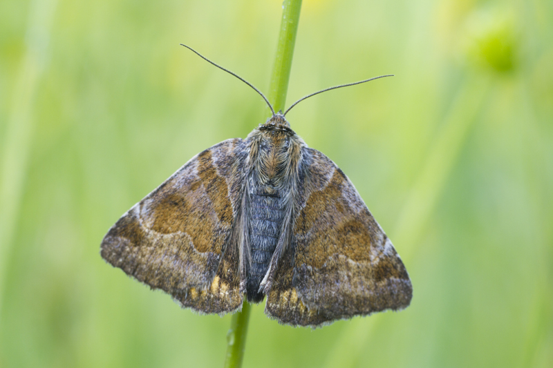 Falena da identificare (forse Noctuidae) - E. glyphica