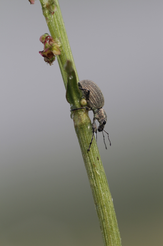 Liophloeus tessulatus (Curculionidae)