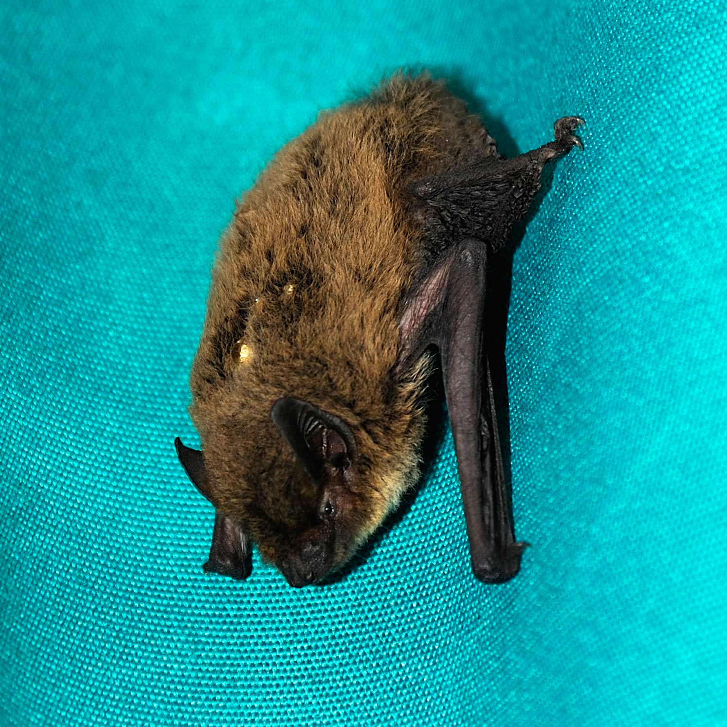 Pipistrello cfr. kuhlii - Ferrara