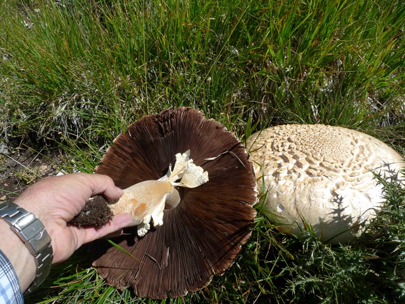 Sopra i 2000 m s.l.m. con l''amico Ennio