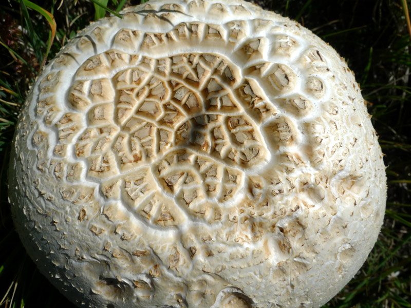 Sopra i 2000 m s.l.m. con l''amico Ennio