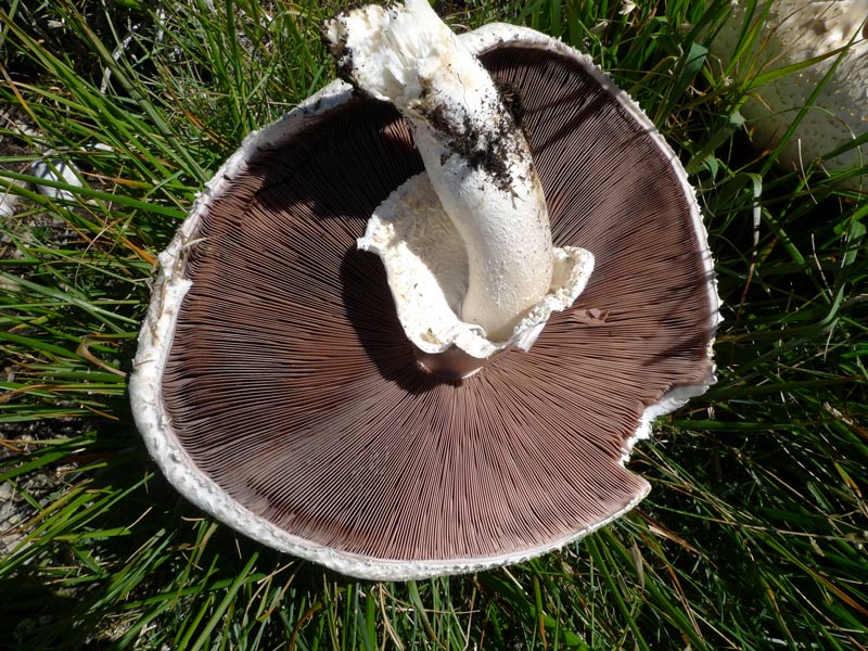 Sopra i 2000 m s.l.m. con l''amico Ennio