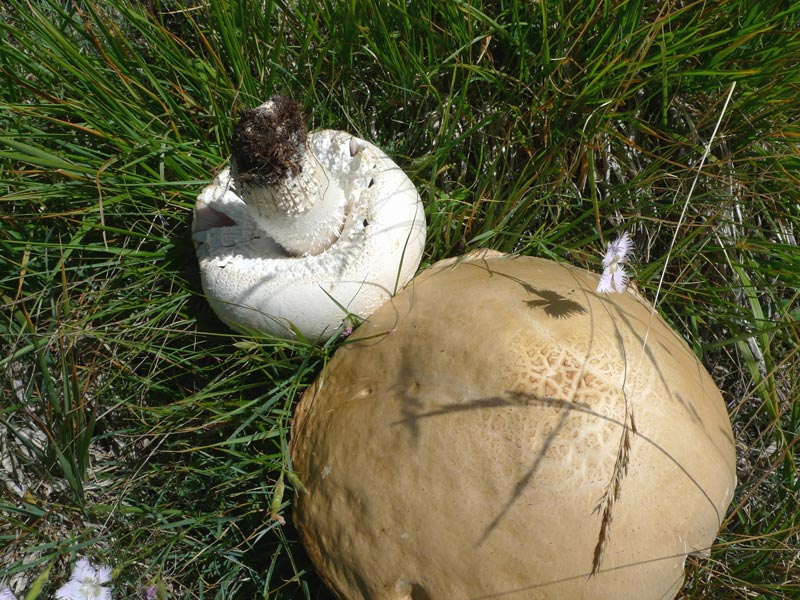 Sopra i 2000 m s.l.m. con l''amico Ennio