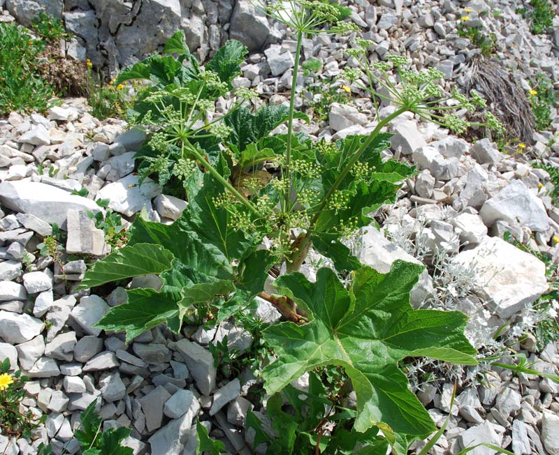in alta quota nei miei Sibillini