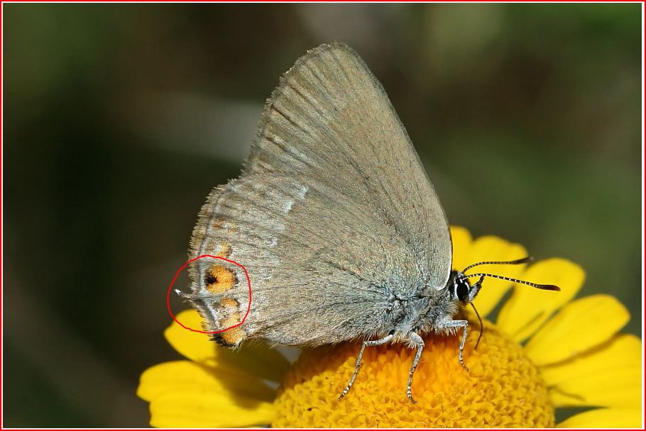 Satyrium acaciae? No Satyrium ilicis