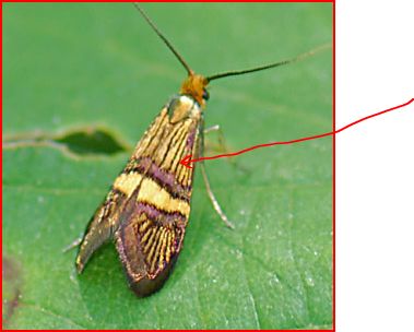 Microlepidottero da ID. : Adela croesella